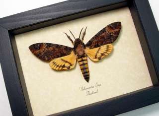The Acherontia styx or Deaths Head Hawk moth Moth from the Silence of 