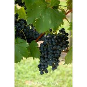  Pinot Noir Grape Vine Super One Gallon by Monrovia 