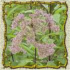 Sweet Joe Pye Weed   Jumbo Wildflower Seed Packet (800)
