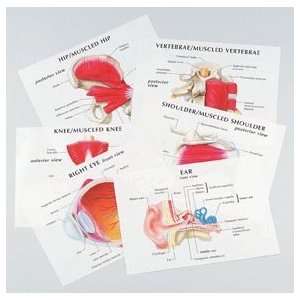 Anatomy Teaching Overhead Transparencies Set of 36  